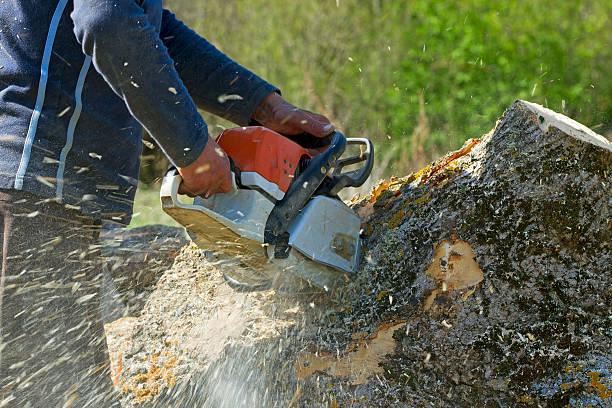 Best Palm Tree Trimming  in Edmond, OK