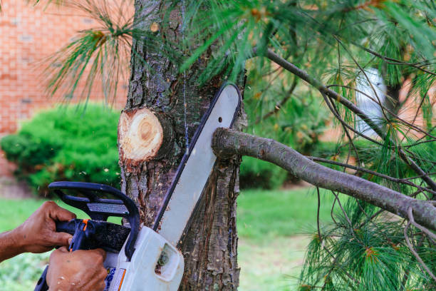 Best Arborist Consultation Services  in Edmond, OK